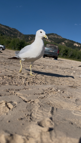 Ring-billed Gull photographed in Wyoming