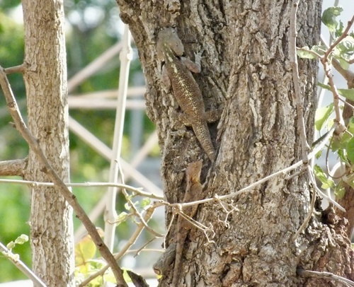 Bill's tree agama