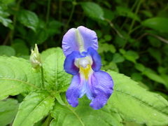 Impatiens puberula