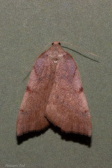Sestra humeraria