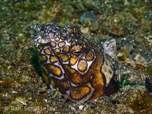 Napoleon Snake Eel