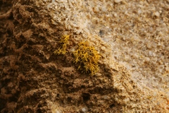 Polycauliona coralloides