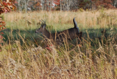 Odocoileus virginianus virginianus