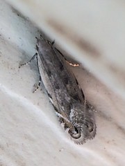 Battaristis concinnusella