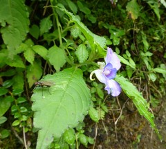 Impatiens puberula