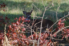 Odocoileus virginianus virginianus