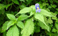 Impatiens puberula