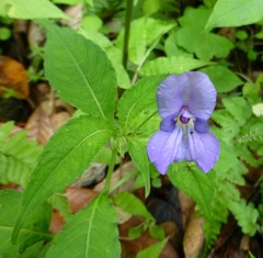 Impatiens puberula
