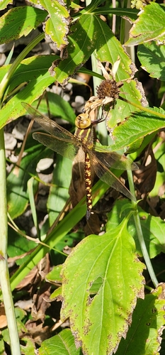Lance-tipped Darner photo 3