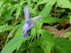Impatiens puberula