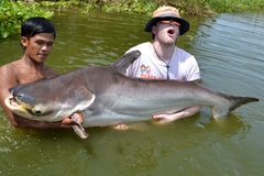 Pangasianodon gigas