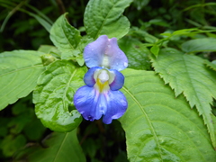 Impatiens puberula