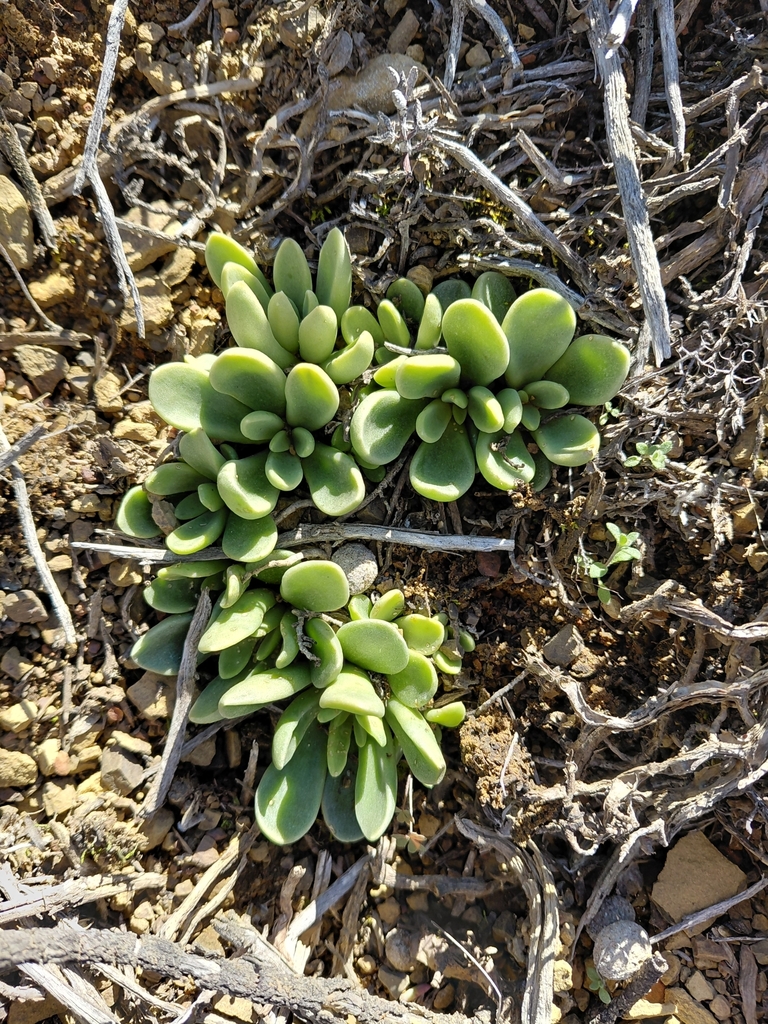 Adromischus phillipsiae, Laingsburg Municipality, South Africa