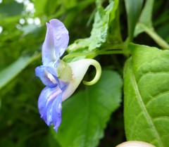 Impatiens puberula