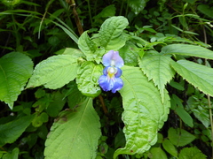 Impatiens puberula