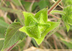 Hibiscus
