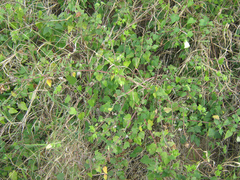 Hibiscus