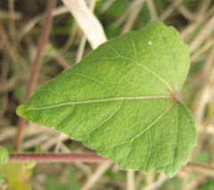 Hibiscus