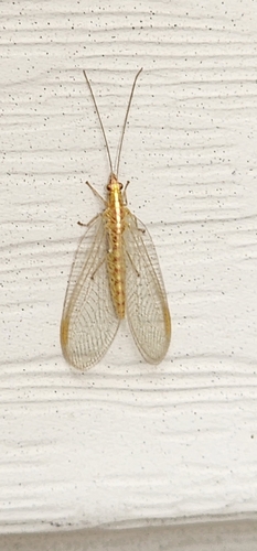 Weeping Green Lacewing photo 5