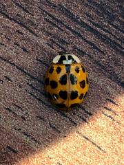 Harmonia axyridis