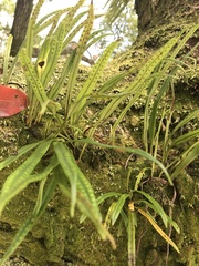 Lepisorus thunbergianus