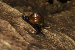 Habroconus