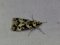 Eudonia aphrodes
