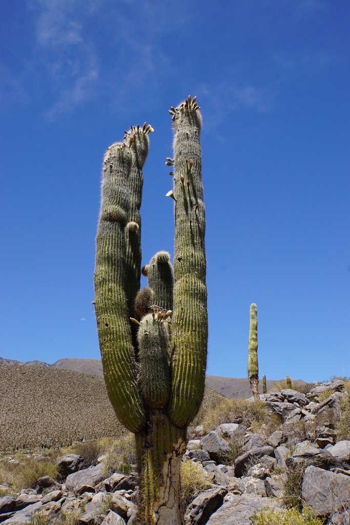 Pasacana