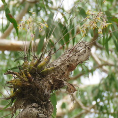 Dendrobium canaliculatum