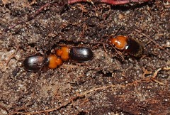 Amphasia interstitialis