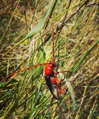 Stenaspis verticalis insignis