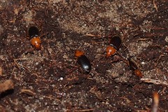 Amphasia interstitialis