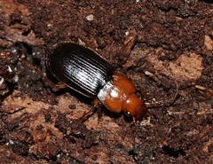 Amphasia interstitialis