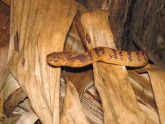 Pareas carinatus