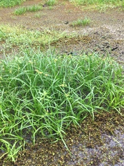 Cyperus blepharoleptos