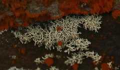Lecanora phryganitis