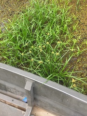 Cyperus blepharoleptos