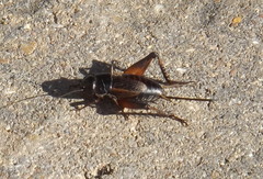 Gryllus texensis