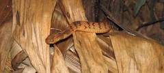 Pareas carinatus