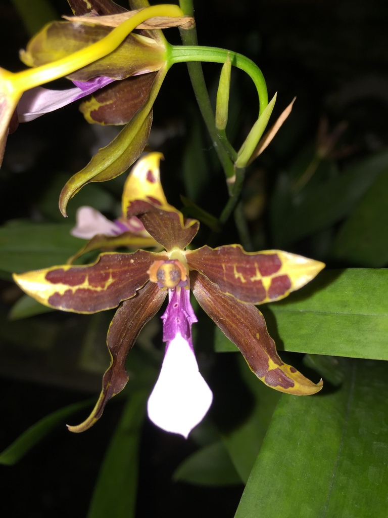 Miltonia kayasimae