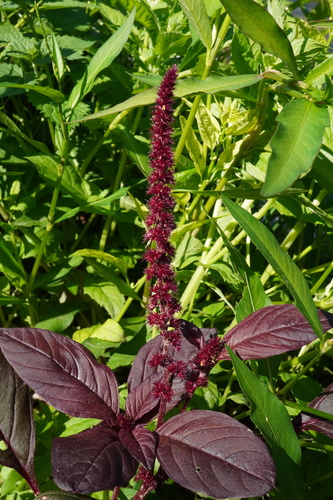 Amaranthus caudatus — photo 3