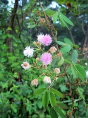 Mimosa albida
