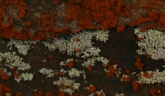 Lecanora phryganitis