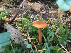 Lactarius luculentus