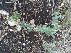 Mentzelia oligosperma