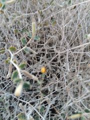 Mentzelia oligosperma