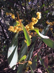 Acacia obliquinervia