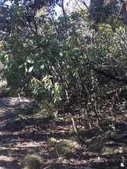 Acacia obliquinervia