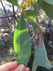 Acacia obliquinervia