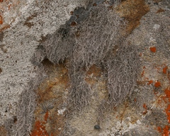 Dendrographa